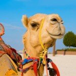 Alternative_transport_spain